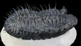 Spiny Drotops Armatus Trilobite - #37516-5